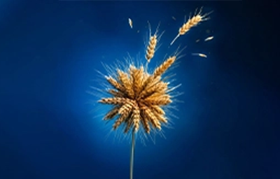 پویش اطعام نیکستان
